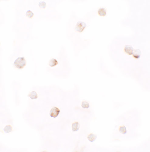 Pellino 1 Antibody in Immunocytochemistry (ICC/IF)