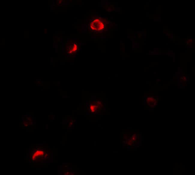 Pellino 1 Antibody in Immunocytochemistry (ICC/IF)