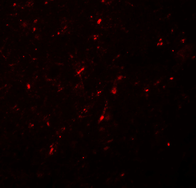 Neurogenin 2 Antibody in Immunohistochemistry (IHC)