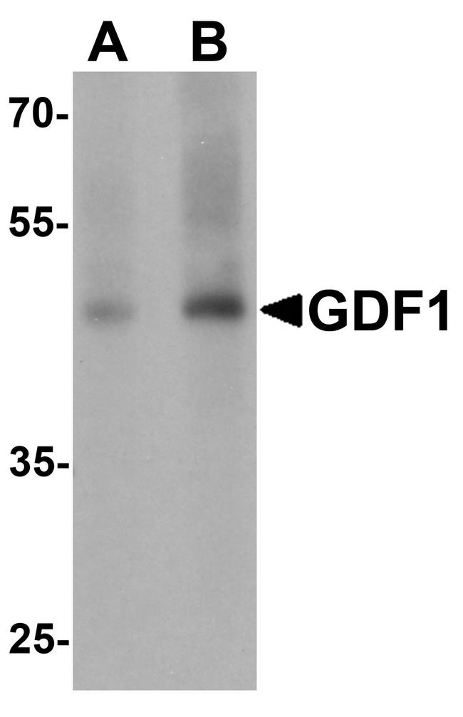 GDF1 Antibody in Western Blot (WB)