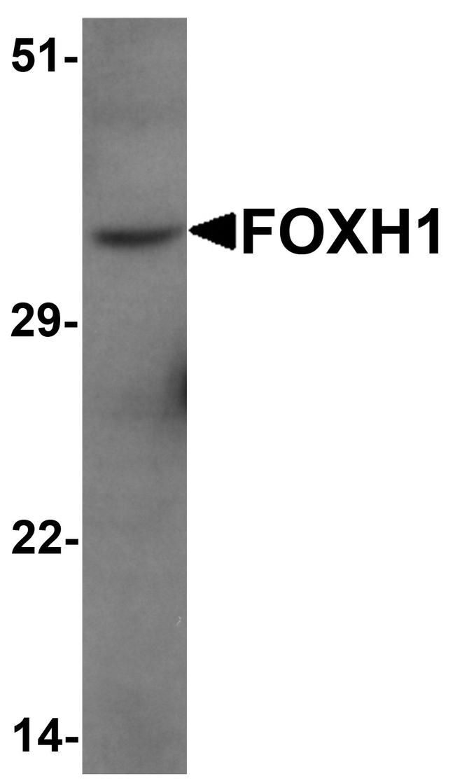 FOXH1 Antibody in Western Blot (WB)