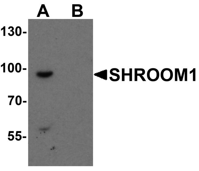 SHROOM1 Antibody in Western Blot (WB)