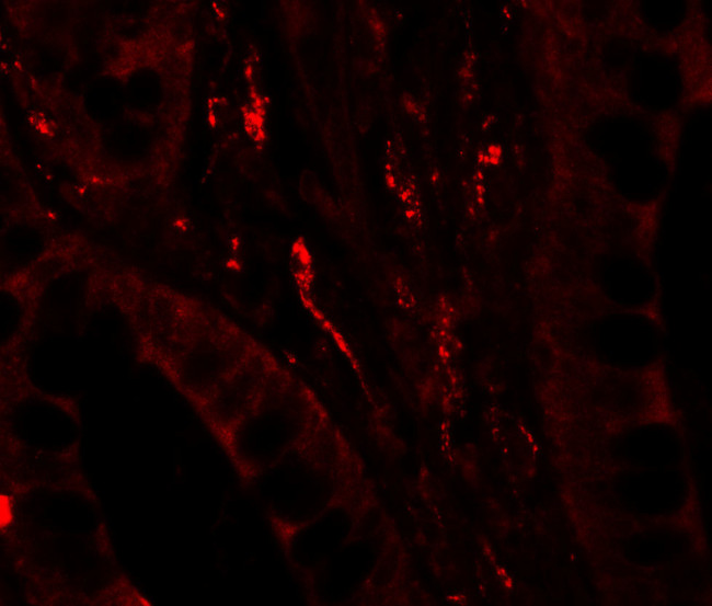 GILZ Antibody in Immunohistochemistry (IHC)