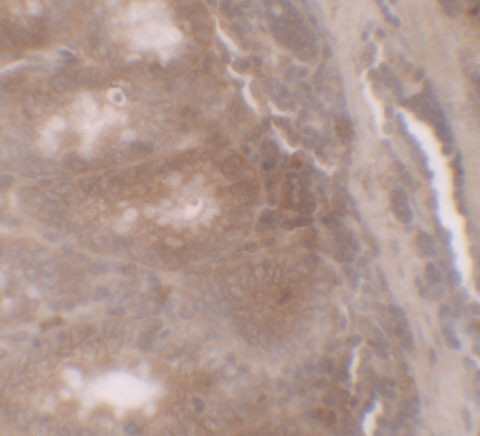 GILZ Antibody in Immunohistochemistry (IHC)