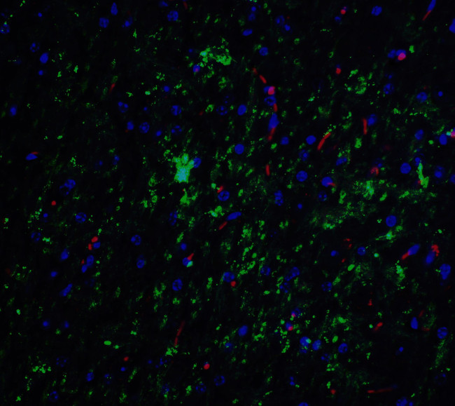 NELF Antibody in Immunohistochemistry (IHC)