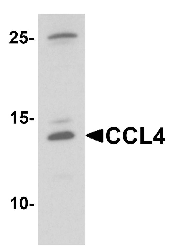 CCL4 Antibody in Western Blot (WB)