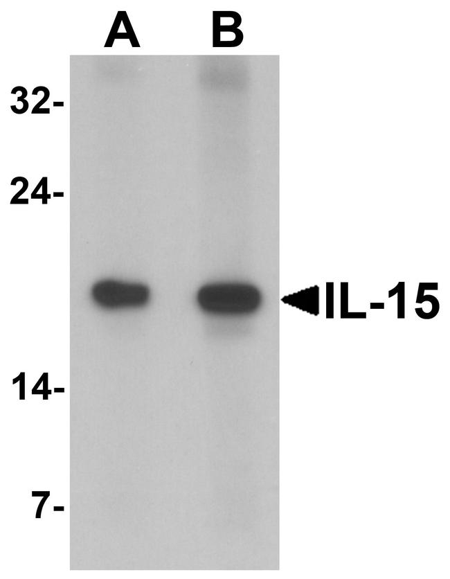 IL-15 Antibody in Western Blot (WB)