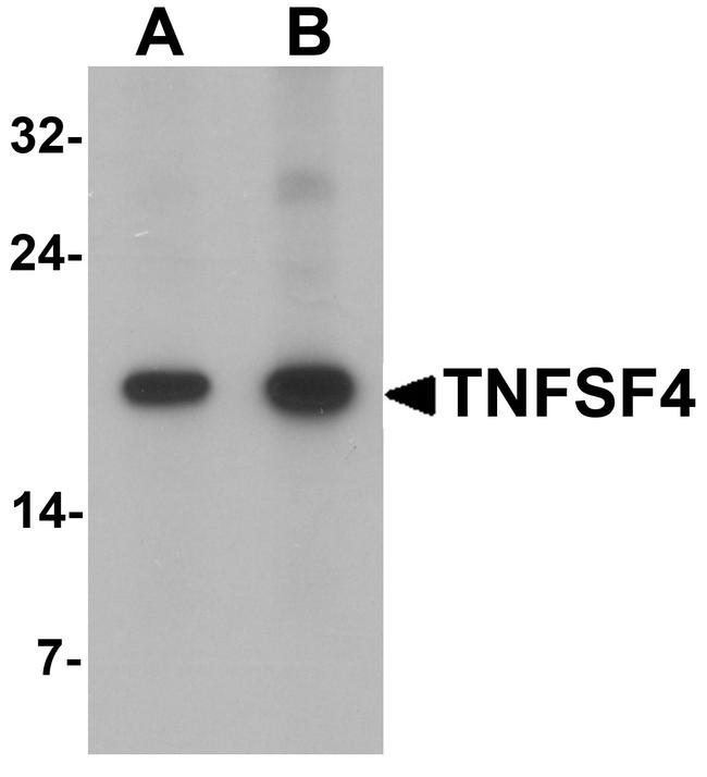 OX40L Antibody in Western Blot (WB)