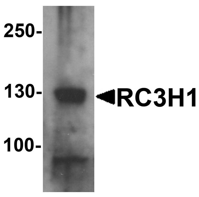 RC3H1 Antibody in Western Blot (WB)