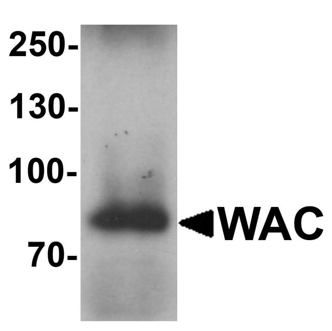 WAC Antibody in Western Blot (WB)