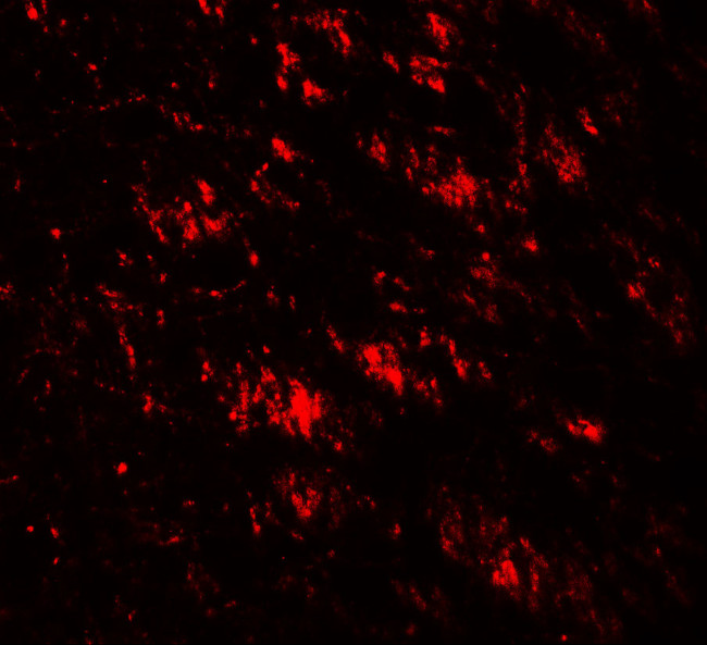 GABARAP Antibody in Immunohistochemistry (IHC)