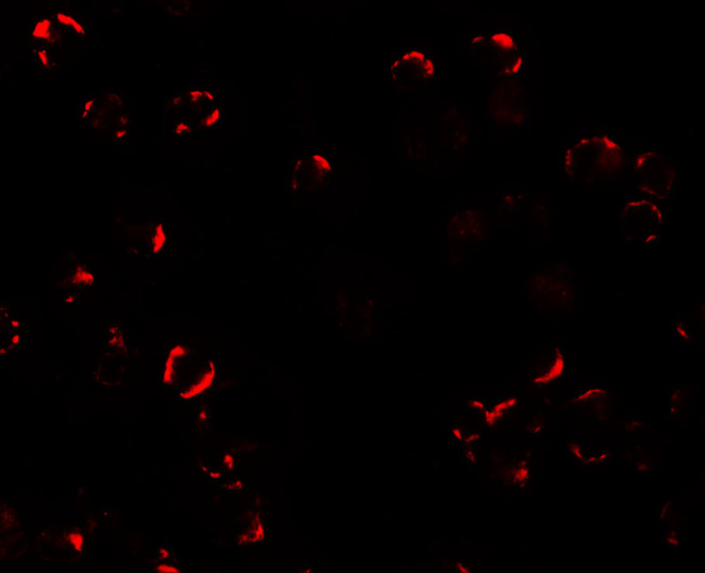 TRIM24 Antibody in Immunocytochemistry (ICC/IF)