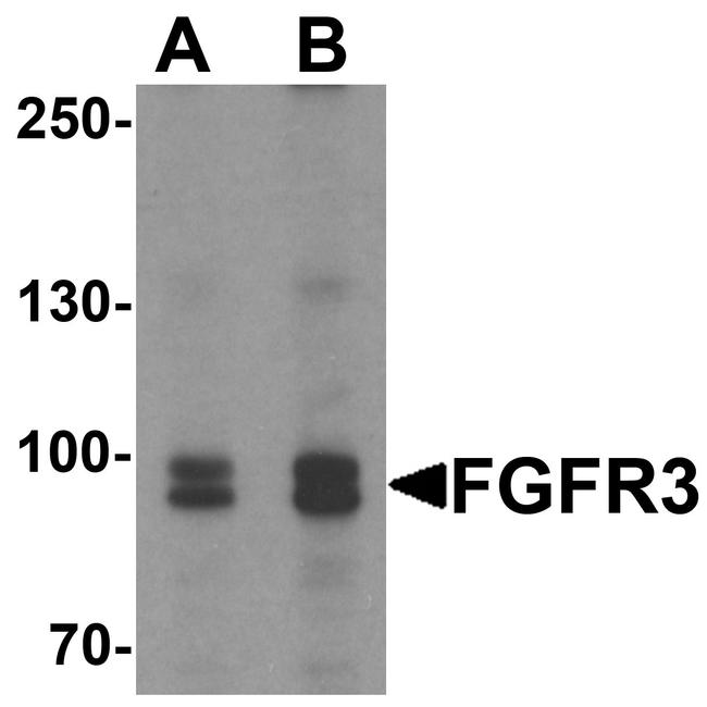 FGFR3 Antibody in Western Blot (WB)