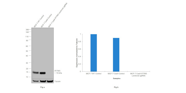 IFITM3 Antibody