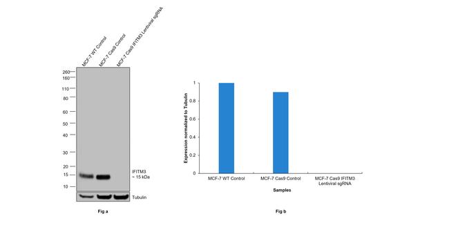 IFITM3 Antibody in Western Blot (WB)