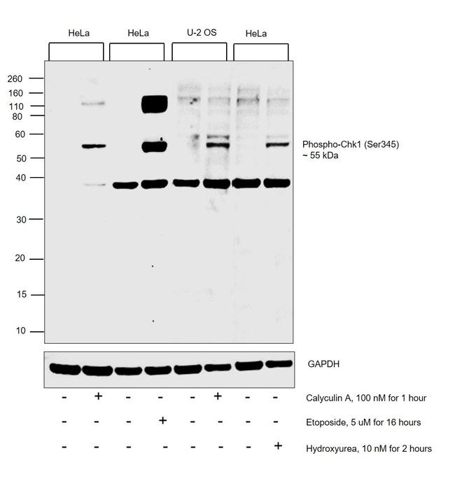 Phospho-CHK1 (Ser345) Antibody in Western Blot (WB)