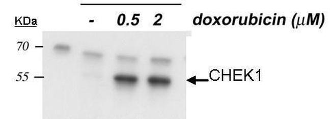 Phospho-CHK1 (Ser345) Antibody in Western Blot (WB)