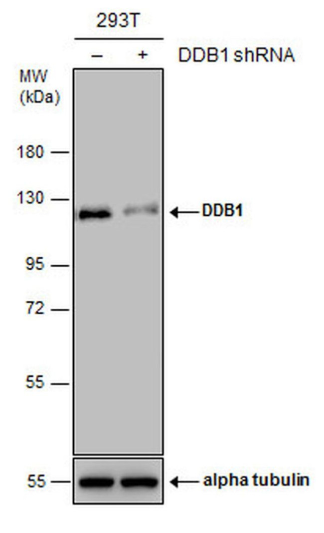 DDB1 Antibody