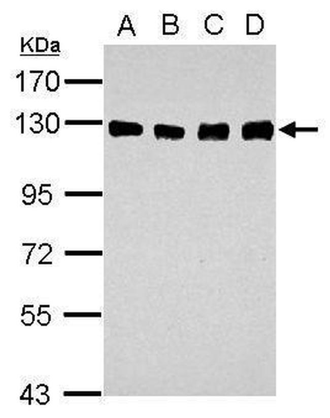 DDB1 Antibody in Western Blot (WB)