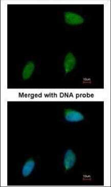 ERG Antibody in Immunocytochemistry (ICC/IF)