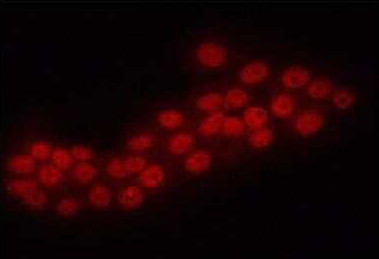 ERG Antibody in Immunocytochemistry (ICC/IF)