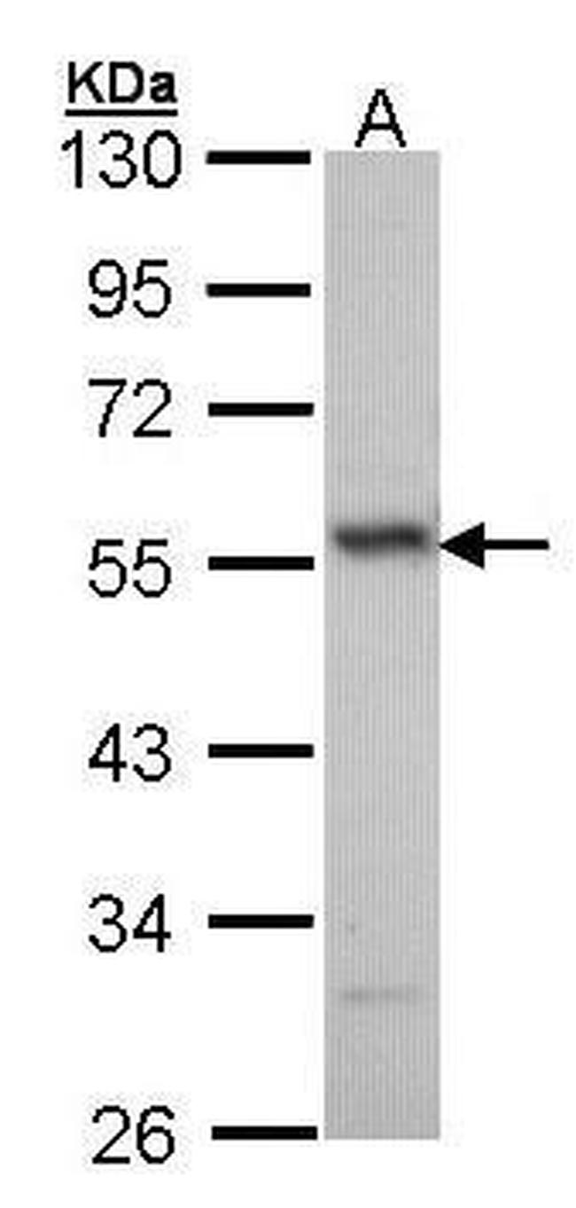 ERG Antibody in Western Blot (WB)