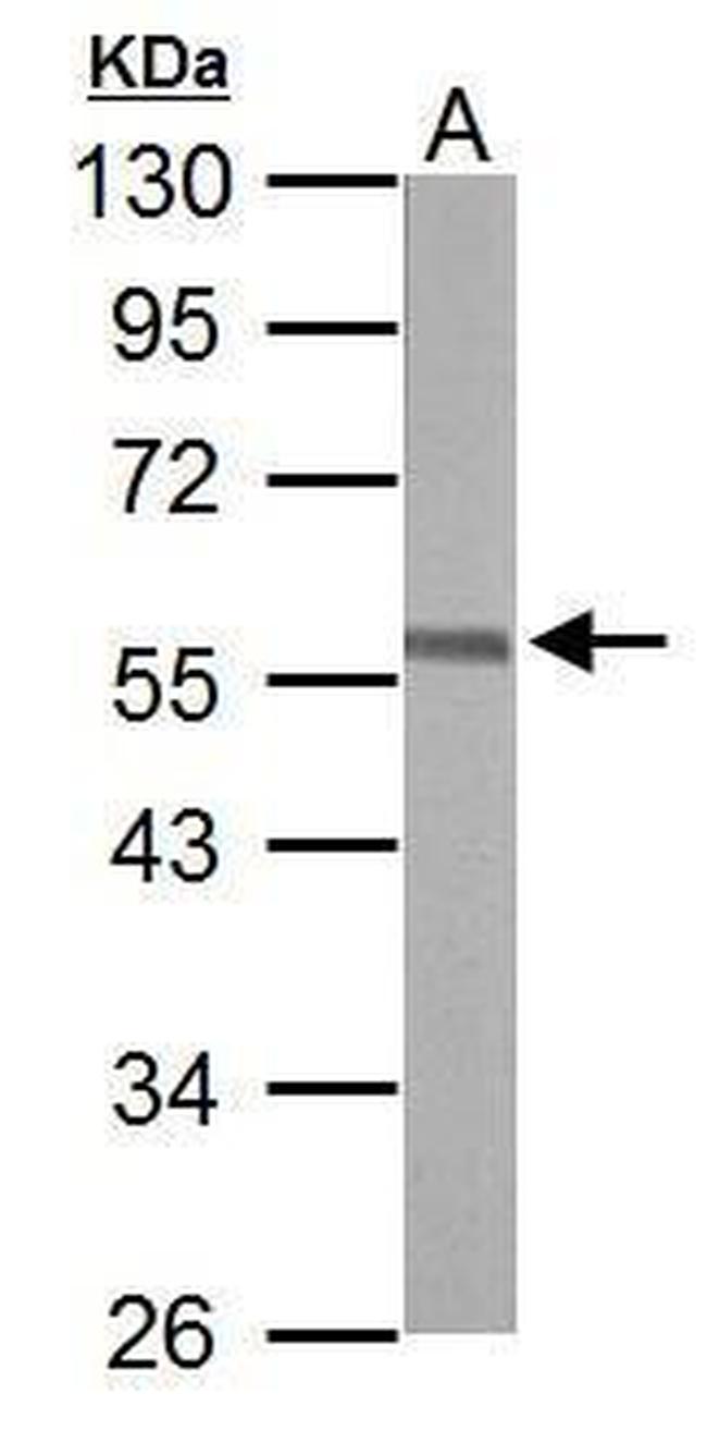 ERG Antibody in Western Blot (WB)