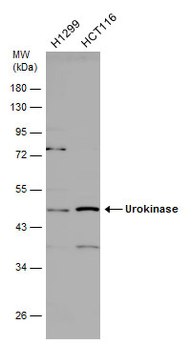 Urokinase Antibody in Western Blot (WB)