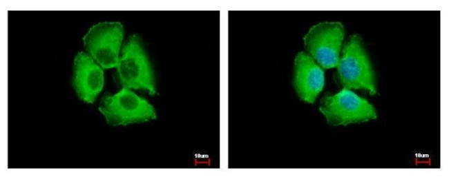 14-3-3 sigma Antibody in Immunocytochemistry (ICC/IF)