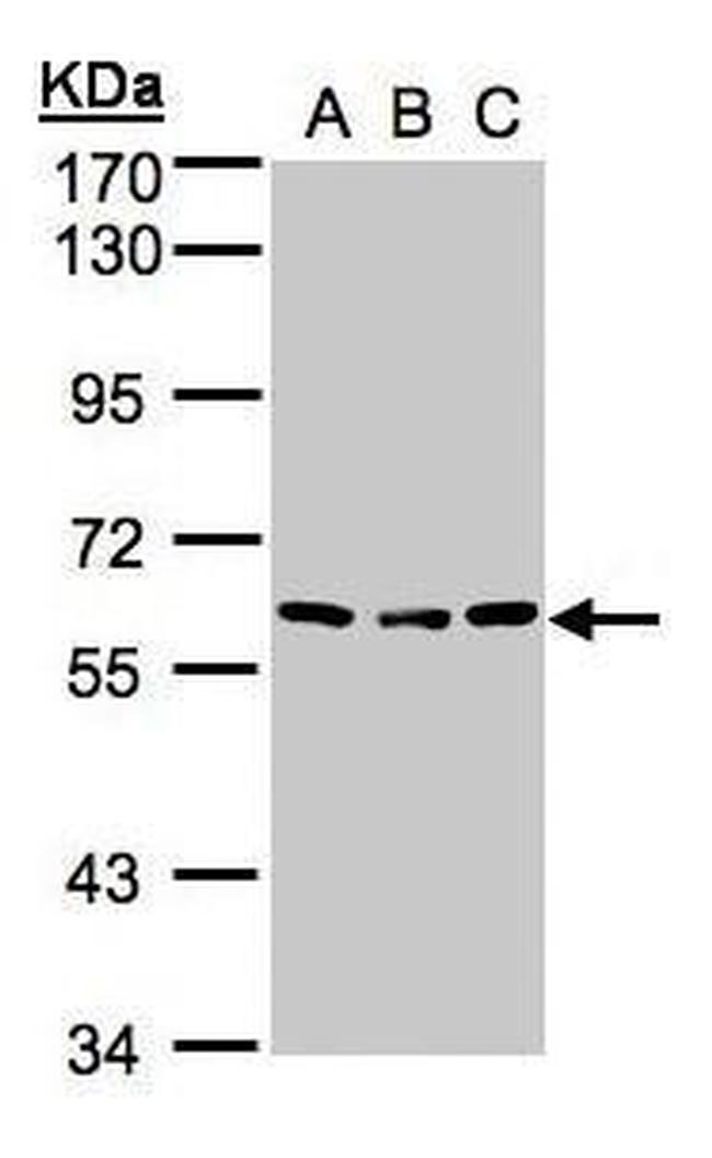 Angiopoietin 4 Antibody in Western Blot (WB)