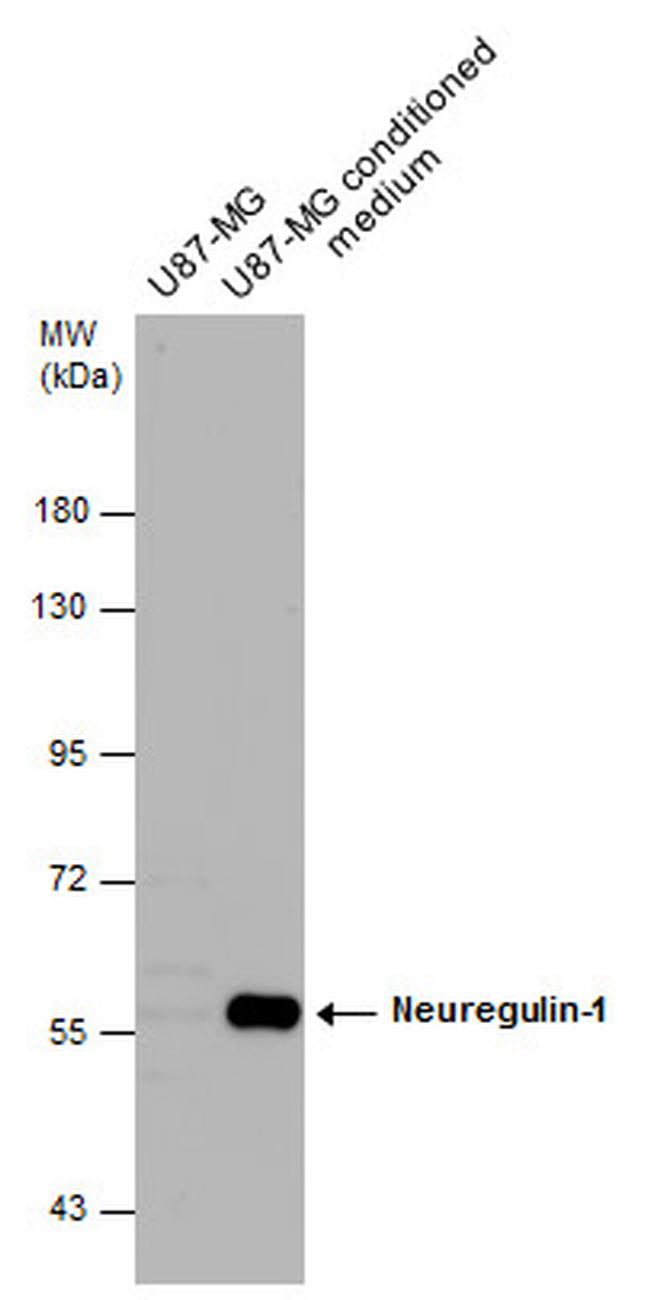 NRG1 Antibody in Western Blot (WB)