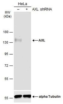 Axl Antibody