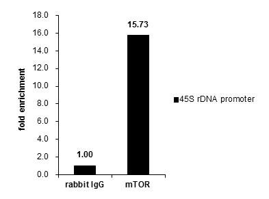 mTOR Antibody in ChIP Assay (ChIP)