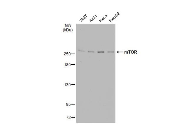 mTOR Antibody in Western Blot (WB)