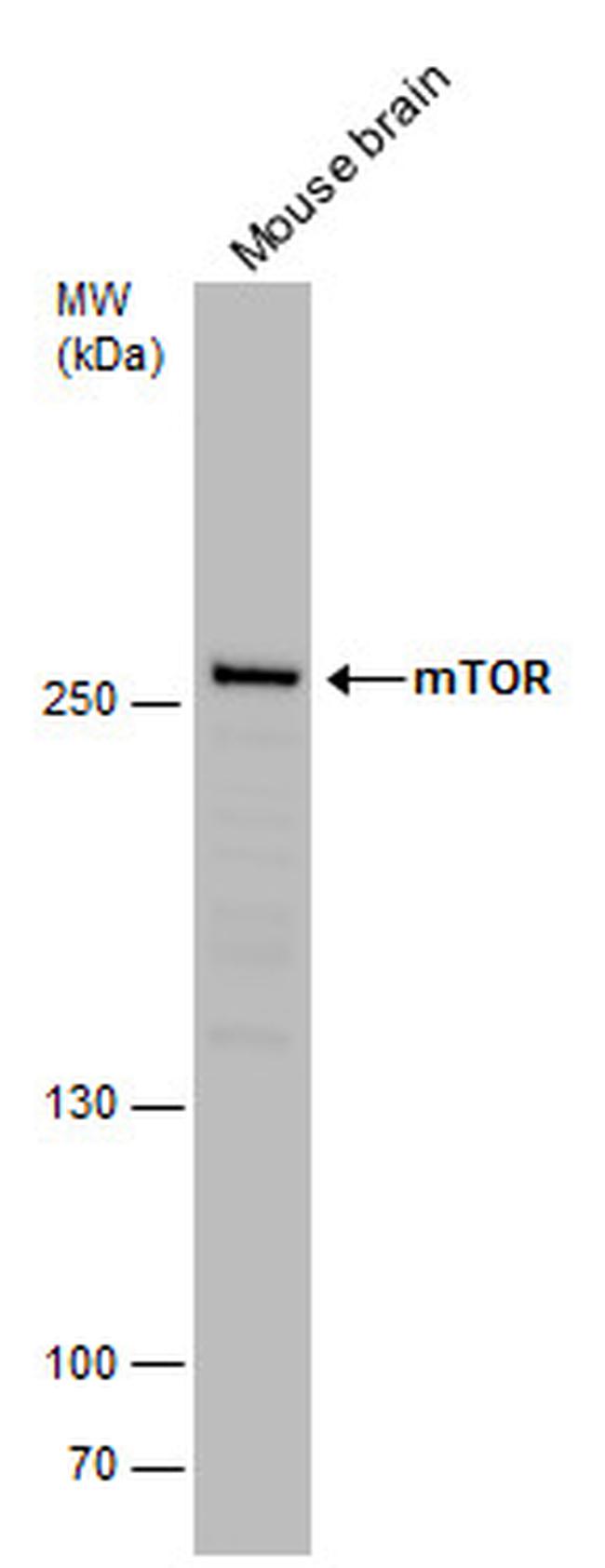 mTOR Antibody in Western Blot (WB)