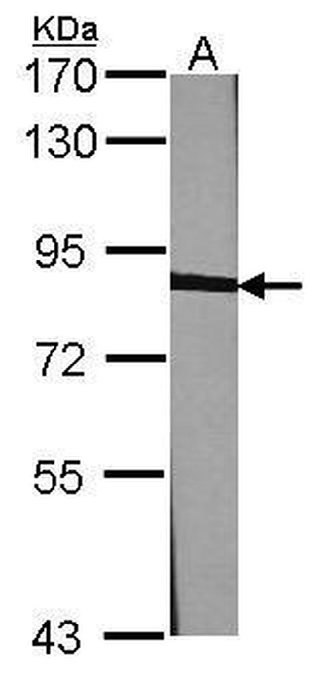 Calnexin Antibody in Western Blot (WB)