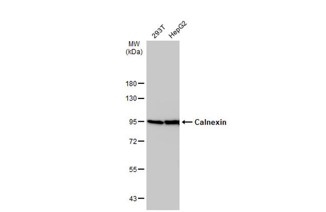 Calnexin Antibody in Western Blot (WB)