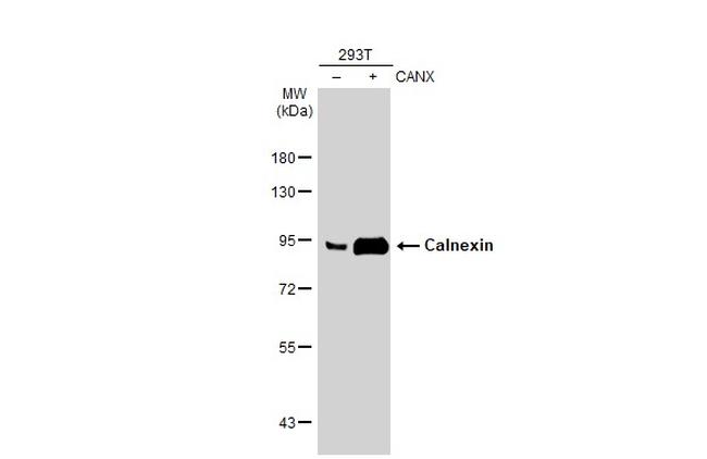 Calnexin Antibody in Western Blot (WB)