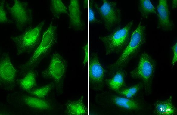 Calnexin Antibody in Immunocytochemistry (ICC/IF)