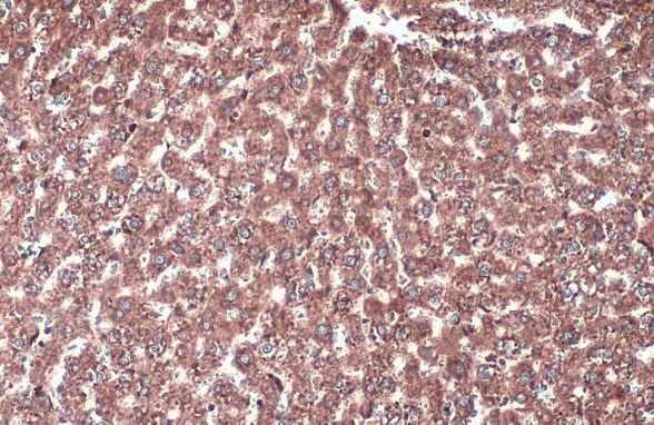 Calnexin Antibody in Immunohistochemistry (Paraffin) (IHC (P))