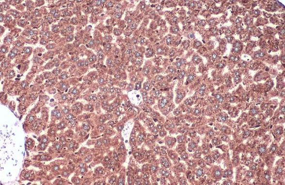 Calnexin Antibody in Immunohistochemistry (Paraffin) (IHC (P))