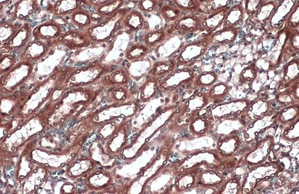 Calnexin Antibody in Immunohistochemistry (Paraffin) (IHC (P))