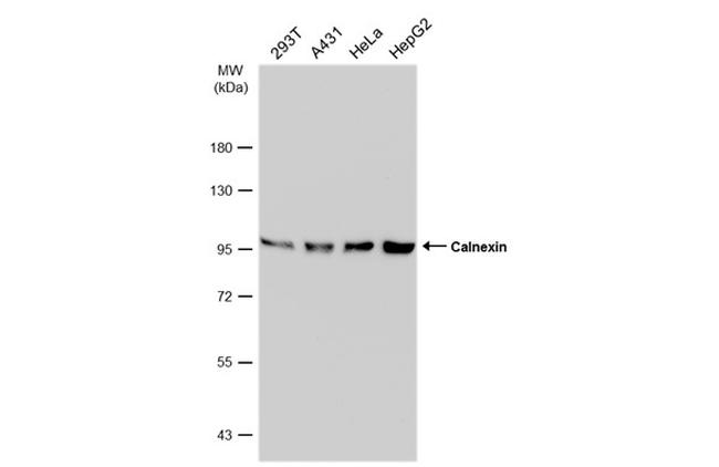 Calnexin Antibody in Western Blot (WB)