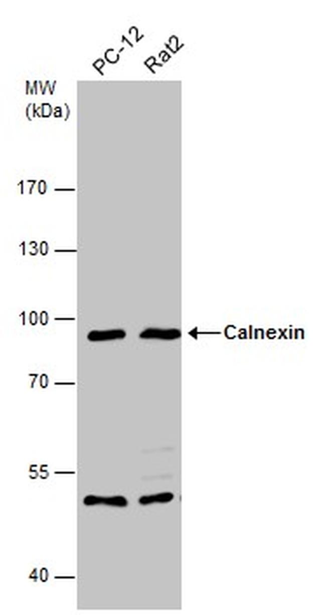 Calnexin Antibody in Western Blot (WB)