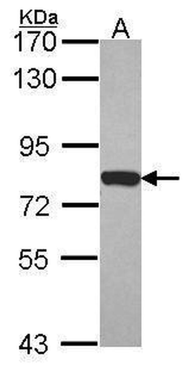 Moesin Antibody in Western Blot (WB)