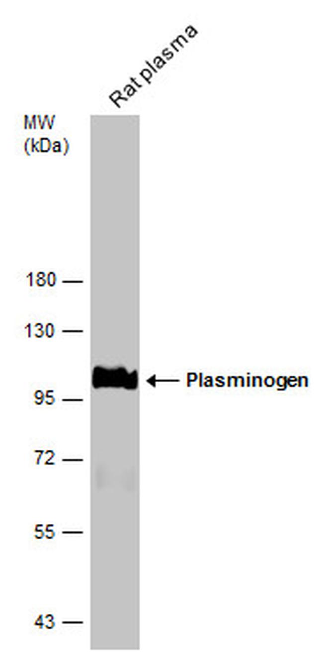 Plasminogen Antibody in Western Blot (WB)