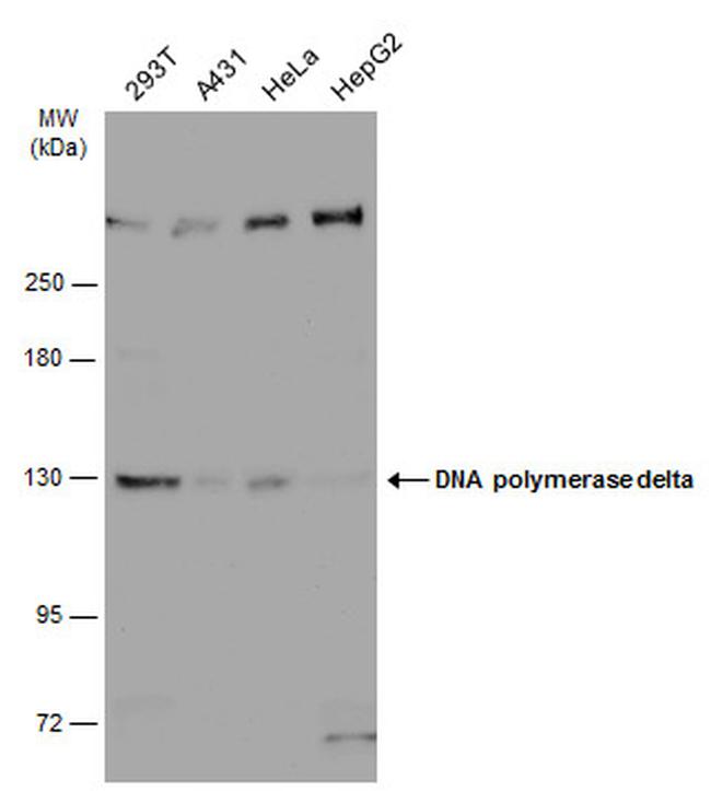 POLD1 Antibody in Western Blot (WB)