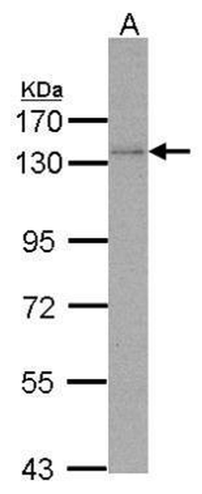 POLD1 Antibody in Western Blot (WB)