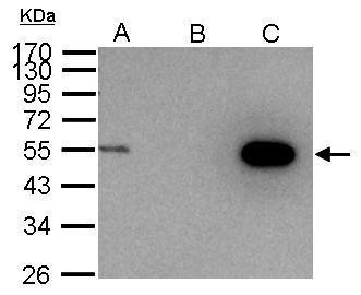 Cyclin A2 Antibody in Immunoprecipitation (IP)