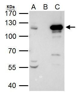 STAT2 Antibody in Immunoprecipitation (IP)